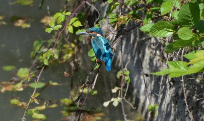 DSC_0119_proc.jpg